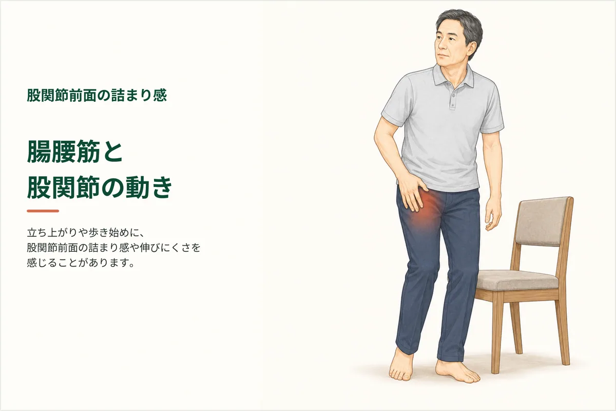 立ち上がりで脚の付け根が詰まる｜腸腰筋と股関節前面の動きのイメージ
