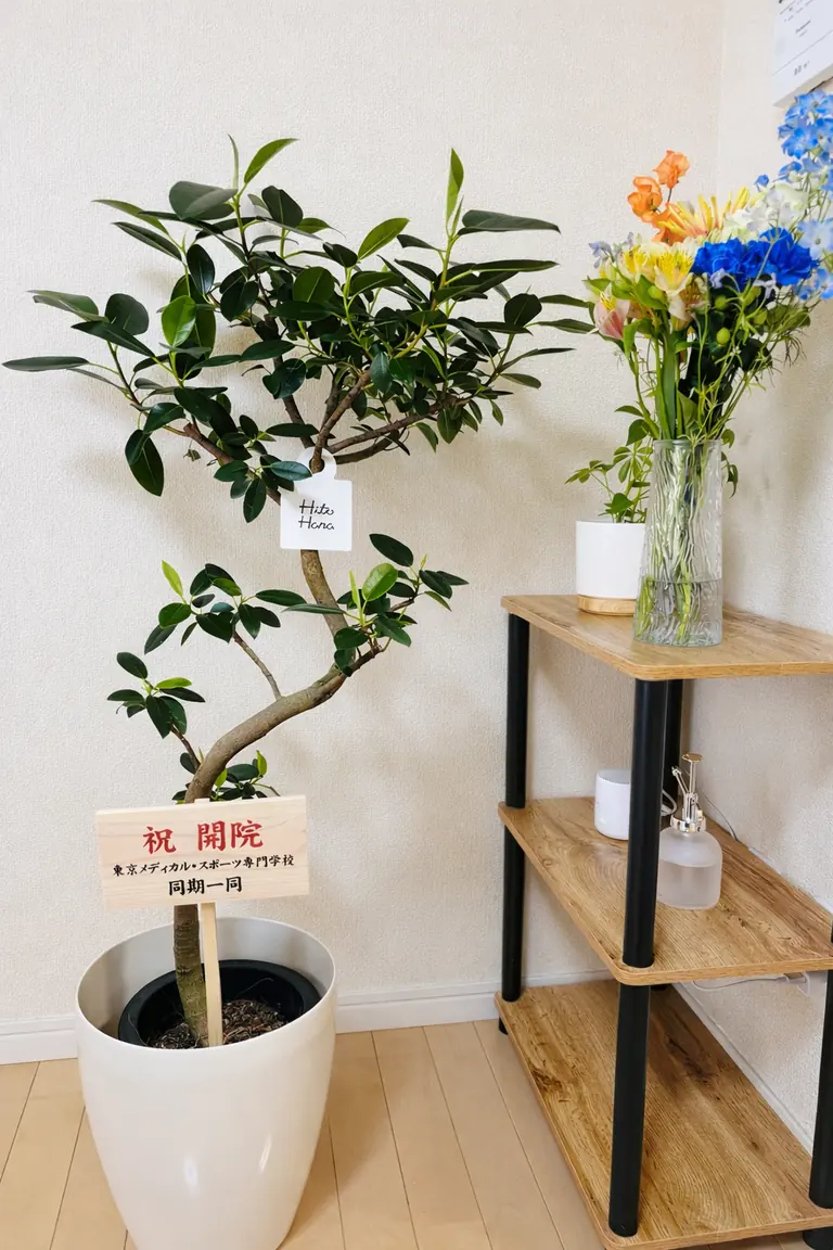 整体院ひざこぞう 院内を明るくする観葉植物と花