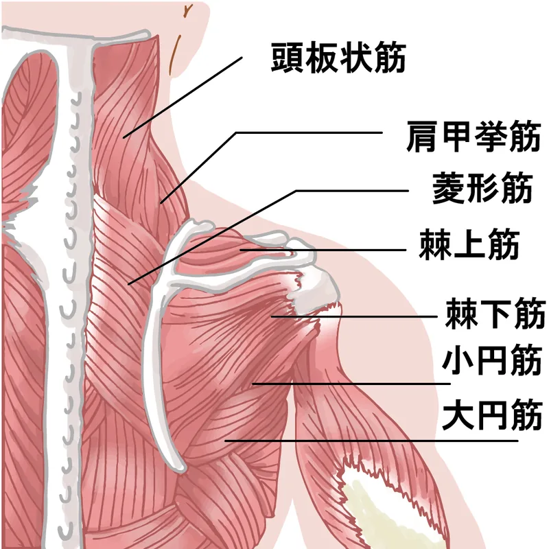 首と肩甲骨まわりの筋肉の位置を示したイラスト