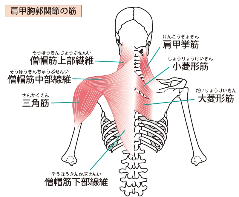 肩甲帯の筋肉と肩こりに関わる神経のイメージ