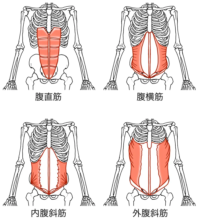 寝ているときや運動中に突然…！筋肉が攣る原因と、今すぐできる対策