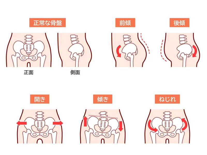 骨盤と腰椎の動き方の違いを示したイラスト