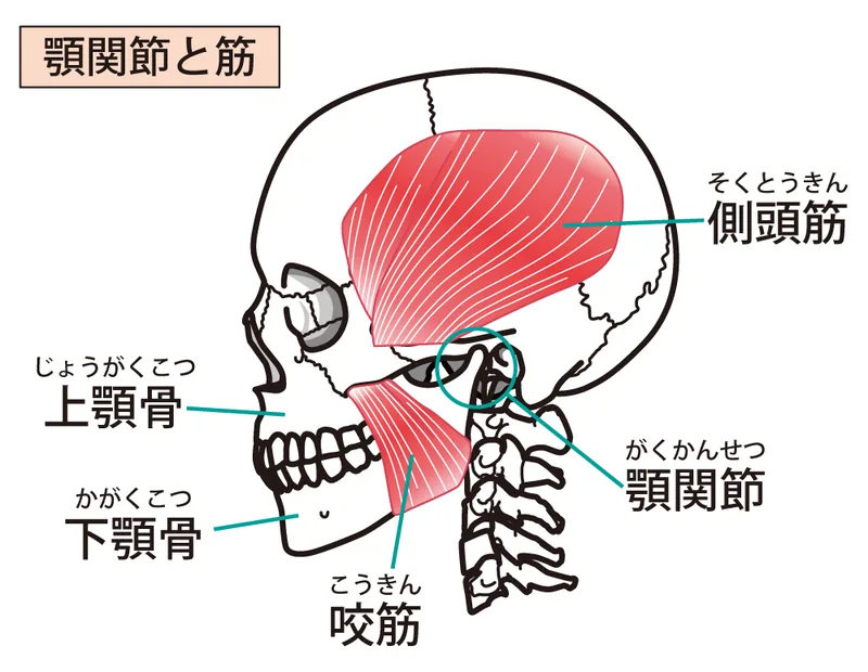 噛みしめで緊張する側頭筋と咬筋
