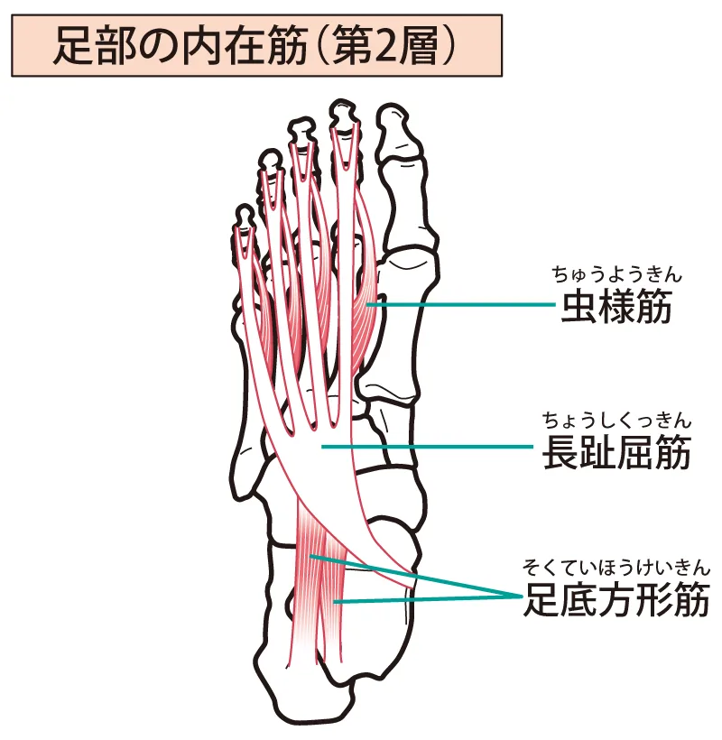 足裏の筋肉とアーチの構造
