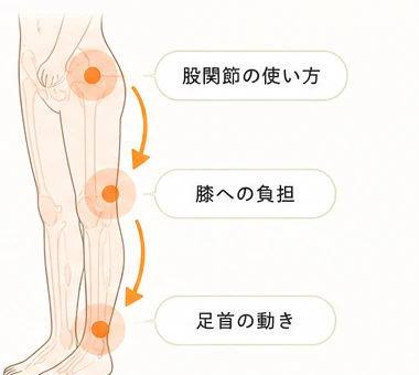 股関節の使い方から膝への負担、足首の動きへつながる流れの図