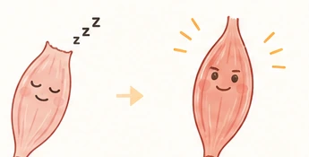 眠っている筋肉から静かに働き始める筋肉へ変わるイラスト